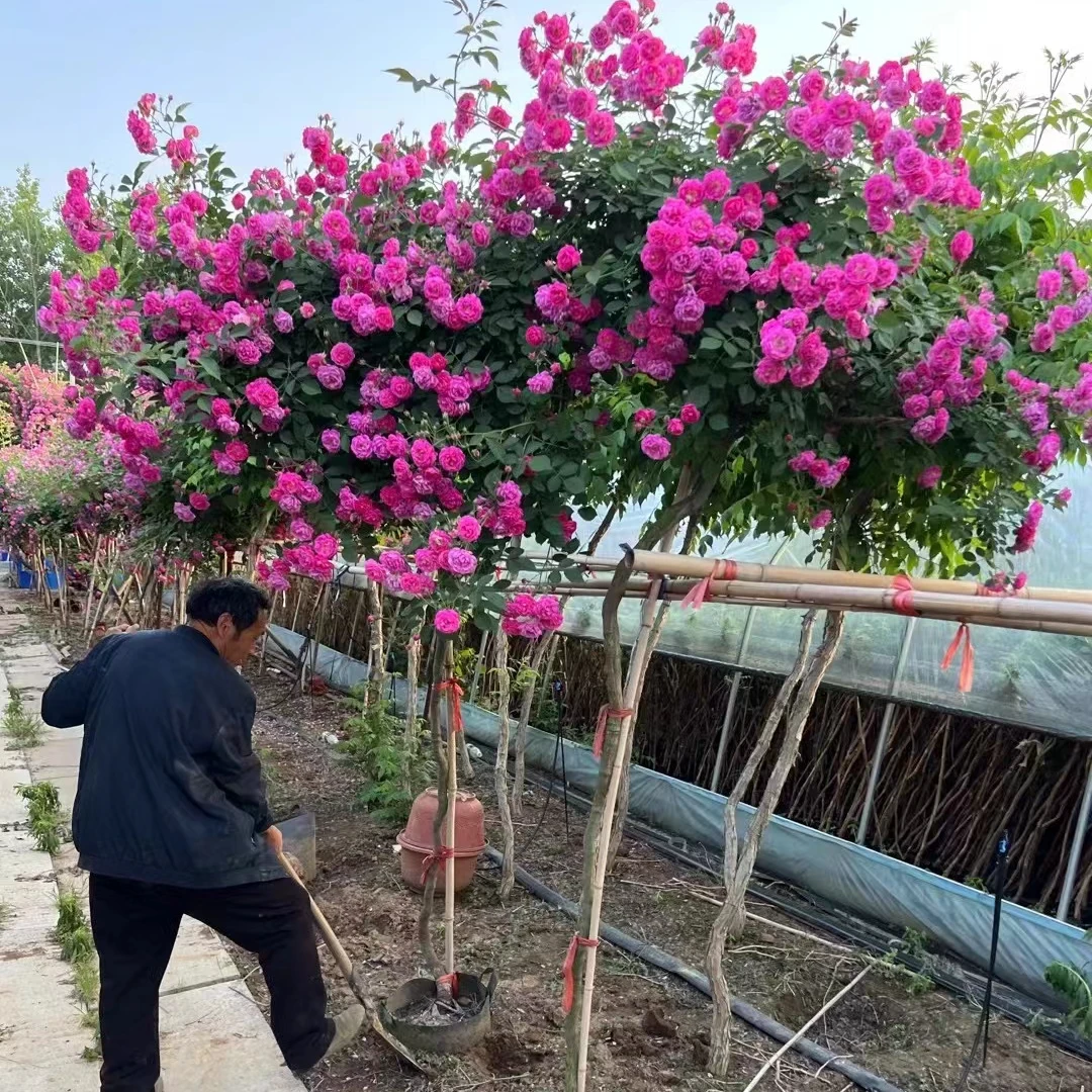 A爬藤植物盆栽地栽耐寒耐热高杆蔷薇花苗独杆多花蔷薇花树带土球