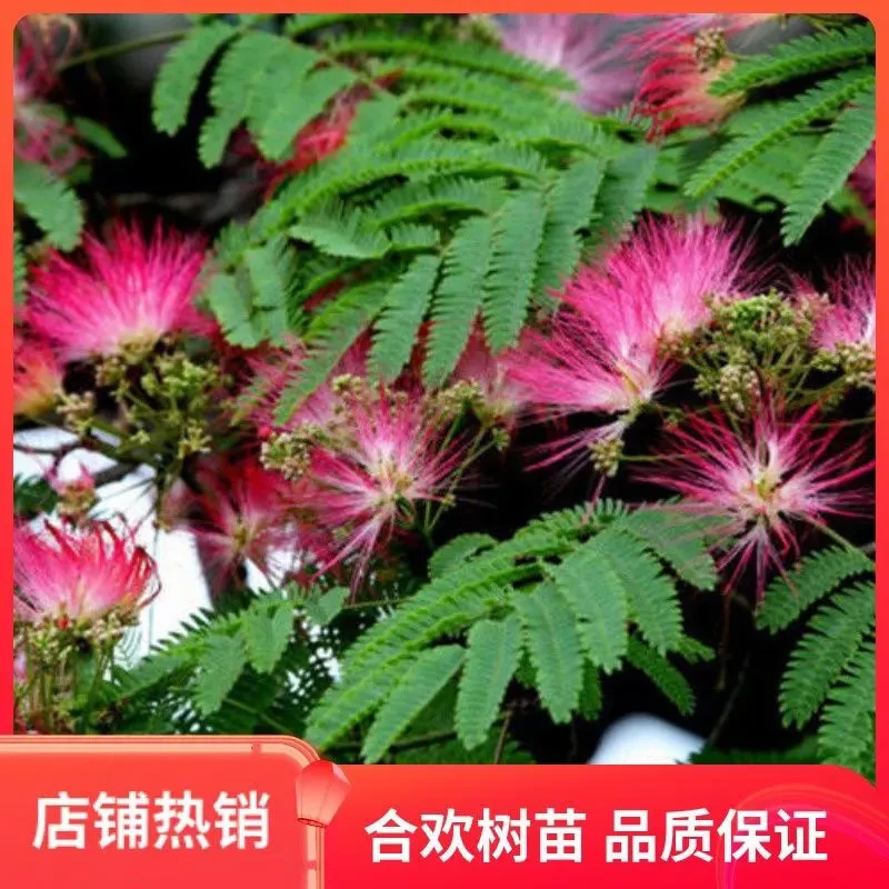 合欢花树苗浓香型合欢苗绒花树苗芙蓉花树苗庭院花盆栽合欢苗绒花