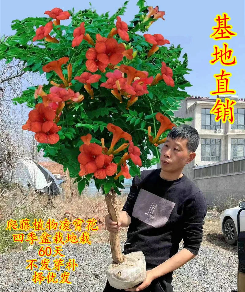 推荐植株爬藤耐寒耐热植物美国凌霄花苗南北方种植裸根保湿发货