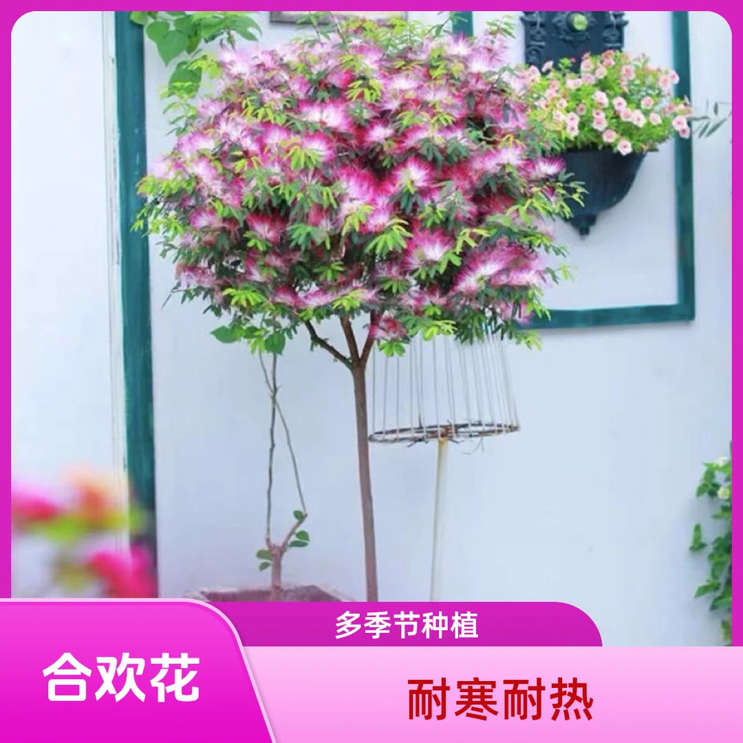 合欢花树苗浓香型合欢苗绒花树苗芙蓉花树苗庭院花盆栽合欢苗绒花