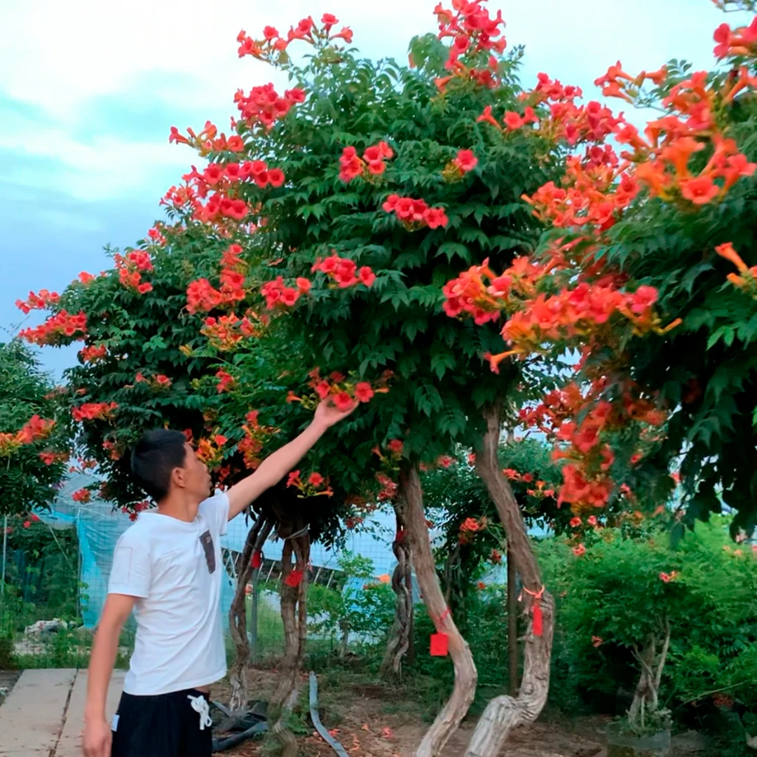 美国凌霄花苗爬藤花卉耐寒耐热花期长罗根苗中国凌霄盖伦夫人