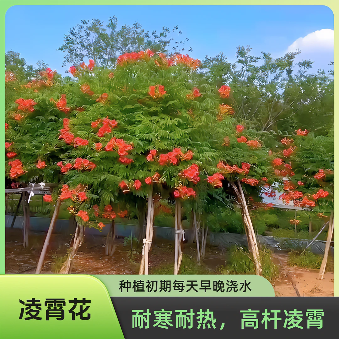 A推荐A美国凌霄花树苗高杆凌霄树苗爬藤植物耐寒耐热庭院盆栽地栽