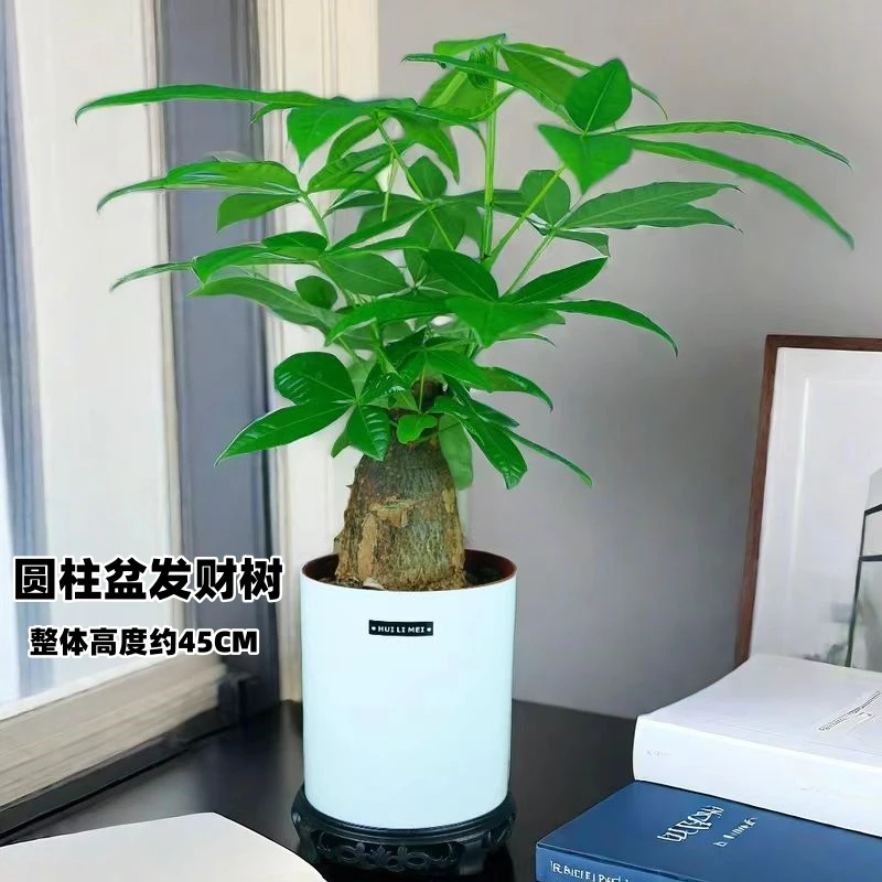 【藤蔓阁自播】白色圆柱盆发财树盆栽室内盆景四季常青花卉好养易