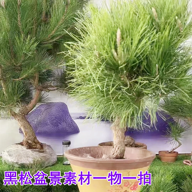 超级矮靶黑松盆景地景五针松济州真柏系鱼川造型黑松精品当季盆景