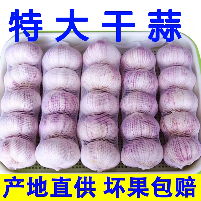 【低价甩卖】山东新干蒜新鲜紫皮大蒜头批发蒜味新蒜红皮大蒜子蔬菜