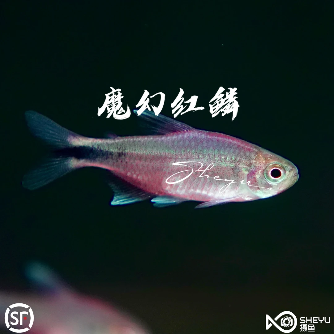 魔幻红鳞-灯科鱼