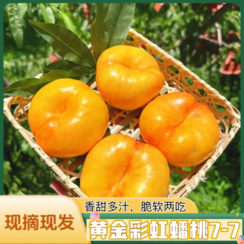 【现摘现发】黄金彩虹蟠桃7-7奶油蟠带箱5斤软硬两吃脆甜爽口汁水多