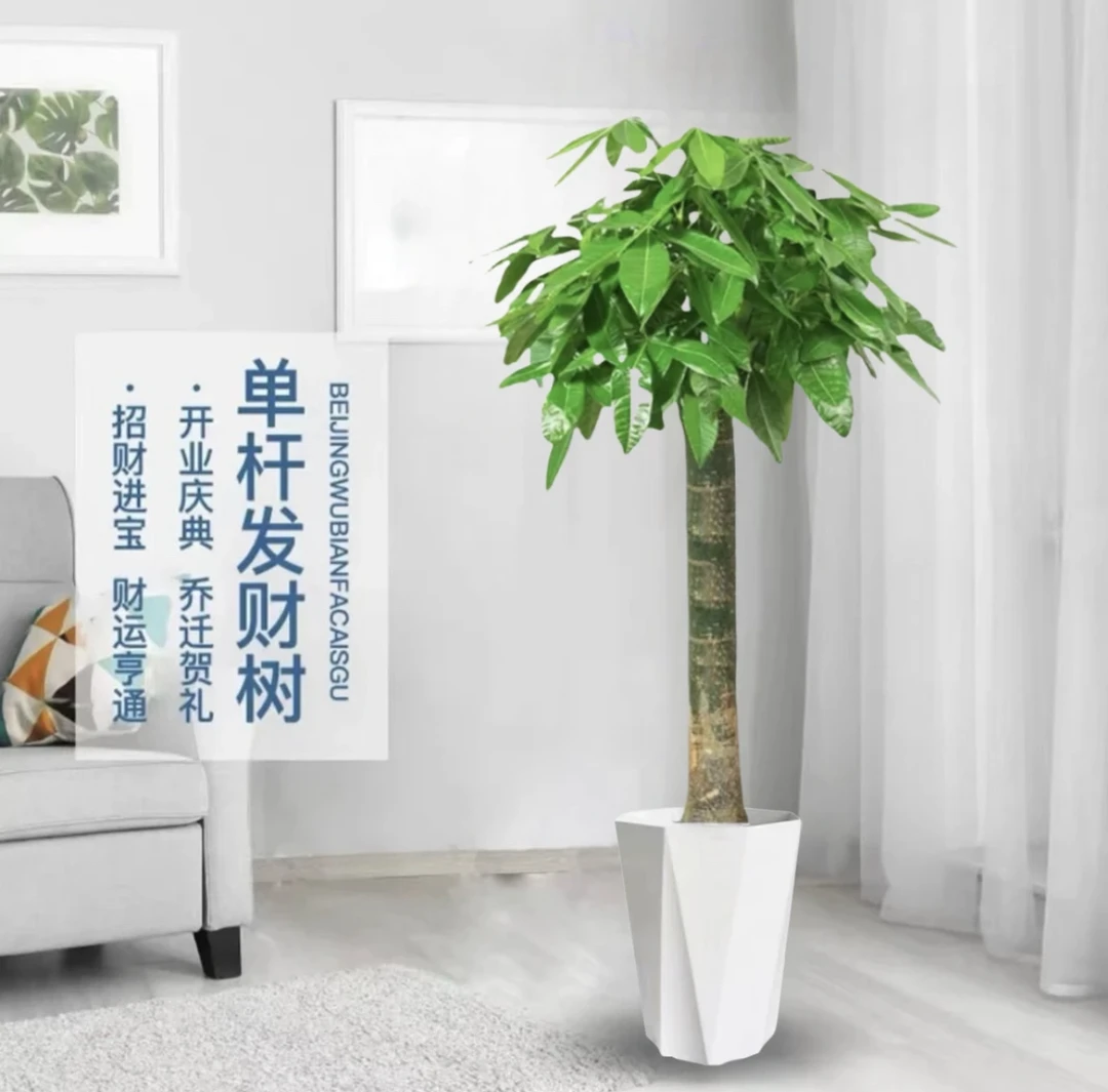 【1.2-1.4米】发财树客厅盆栽摆客厅招财树乔迁开业送礼