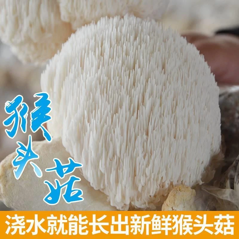 蘑菇种植包猴头菇菌包种蘑菇菌包菌棒盆栽食用菌家庭蘑菇种植菌包
