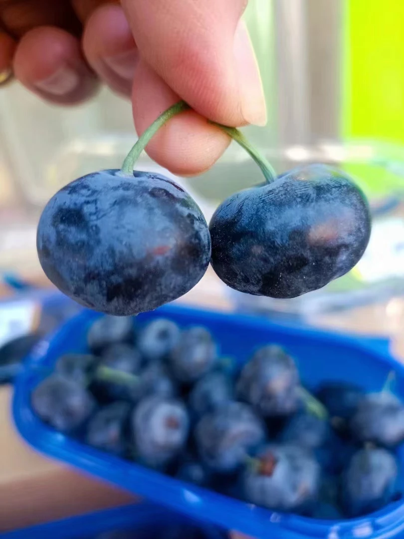 皇冠24+特大蓝莓  超大果 直甜不酸200g