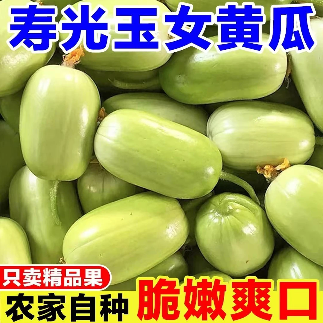 东寿光玉女水果黄瓜新鲜现摘金童玉女拇指黄瓜