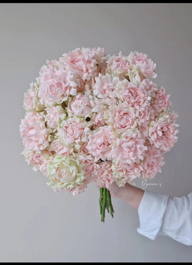 【牛牛甄选】苏芬多头玫瑰 云南基地现采现发 一单顺丰包邮