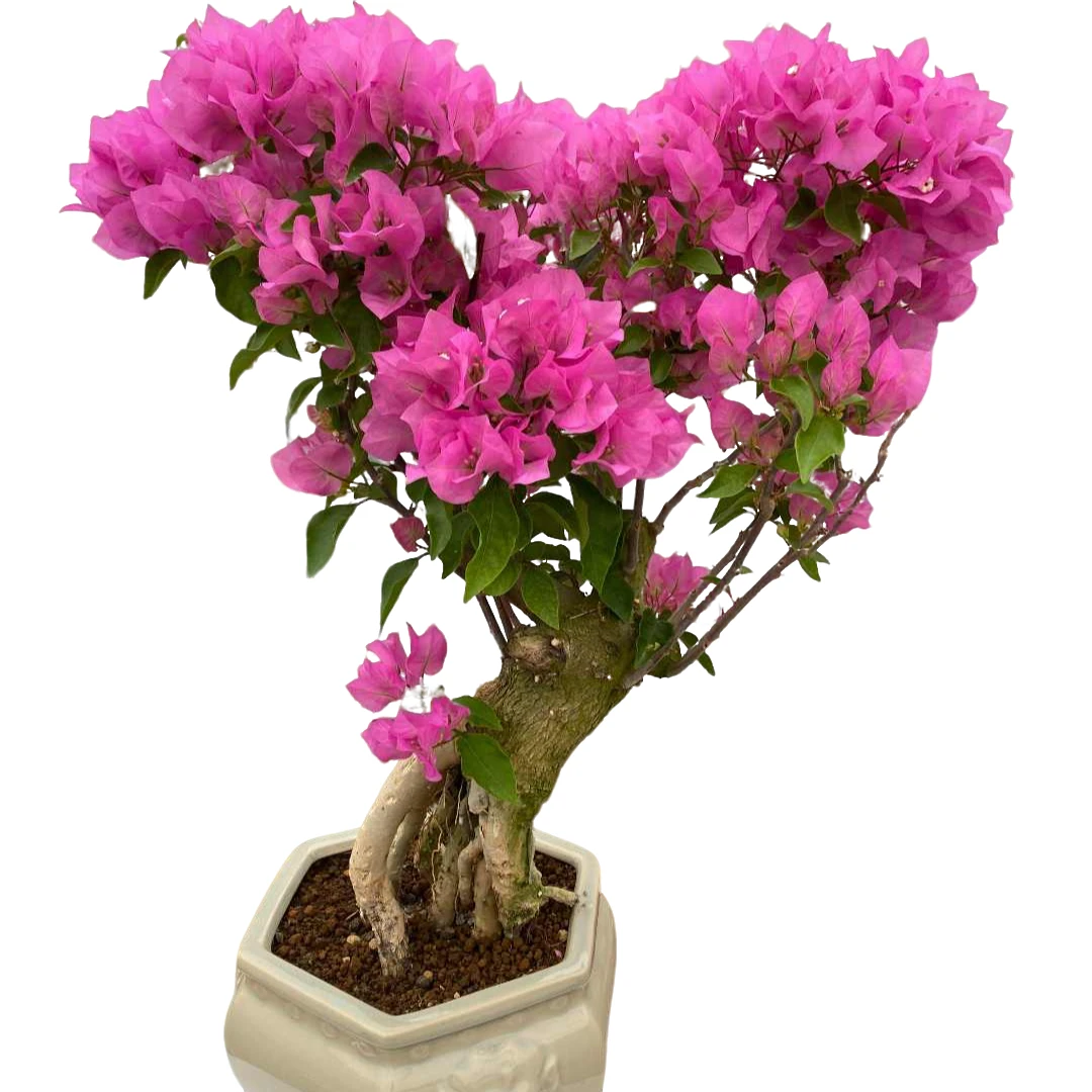 三角梅老桩多品种盆景 绿植盆栽勤花