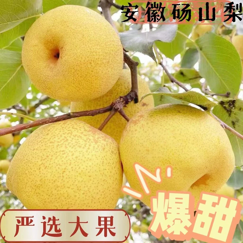【水果人阿辉】甄选安徽正宗砀山梨砀山酥梨新鲜自家产地甘甜爆汁