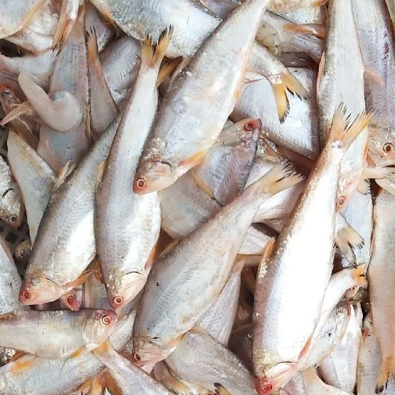 黄鲫鱼，油扣鱼，马口鱼，连云港本地海鱼，连云港发货。顺丰冷链包邮。