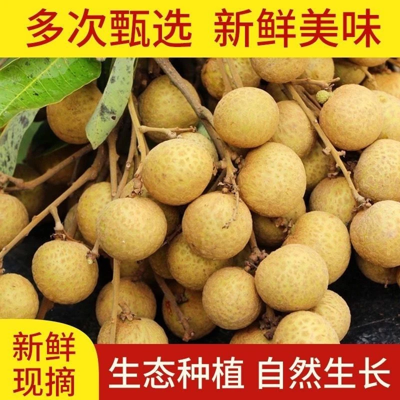 四川江安本地龙眼（净重5斤）新鲜应季现摘现发