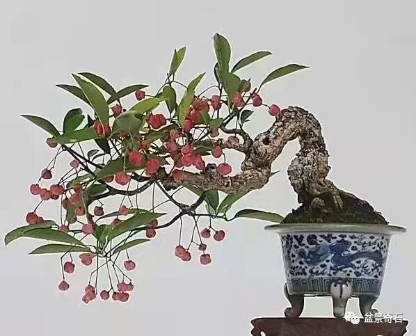 卫矛盆景素材直播专用