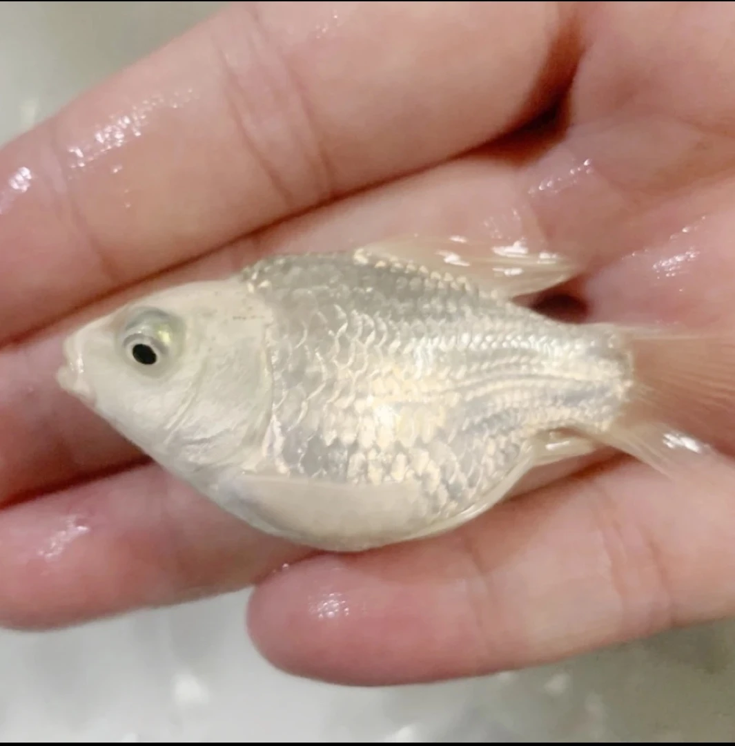 精品台湾蝴蝶鲤鱼苗3—4公分