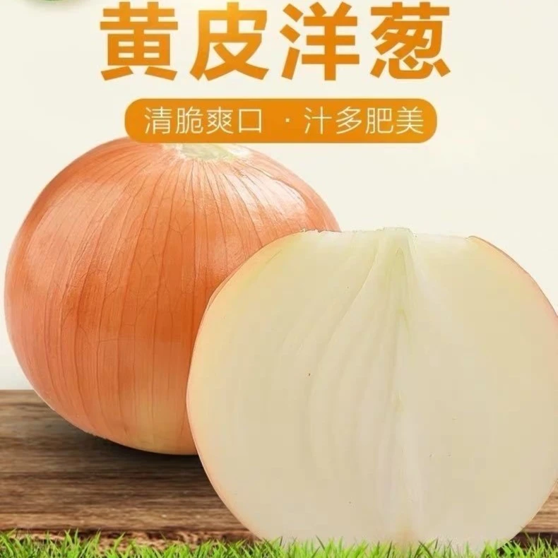 精选黄皮洋葱圆葱洋葱农家自种新鲜蔬菜生吃凉调洋葱圈1/3/5/10斤