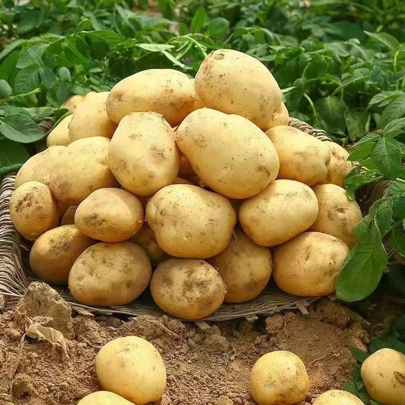 优选黄心土豆新鲜现挖新土豆黄皮洋芋马铃薯3-5斤装应季新鲜蔬菜