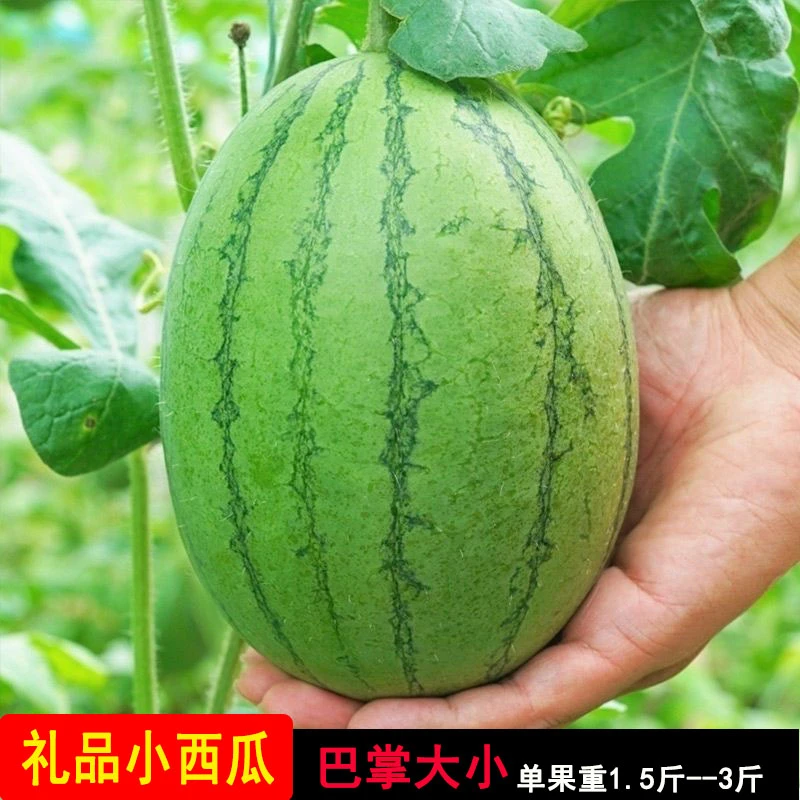 礼品小西瓜手剥爆甜薄皮庞各庄牛奶小糖丸麒麟2K小西瓜1.5--9.5斤