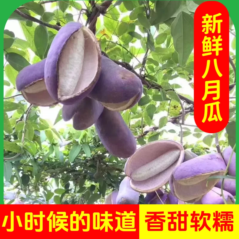 新鲜八月瓜八月炸当季水果现摘现发高山果园直出16年老牌基地