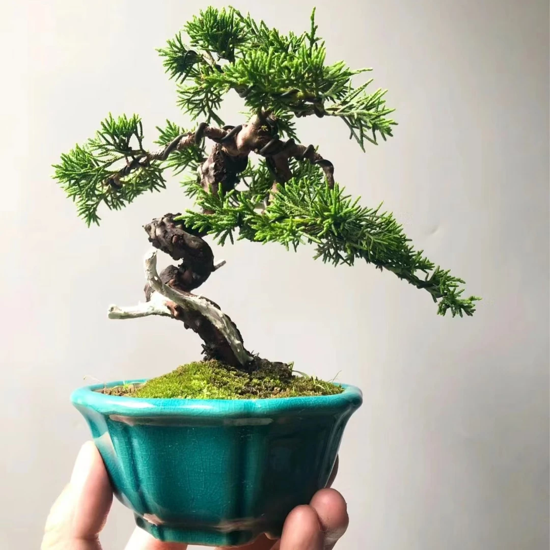 宫阪系鱼川盆景素材 一物一拍