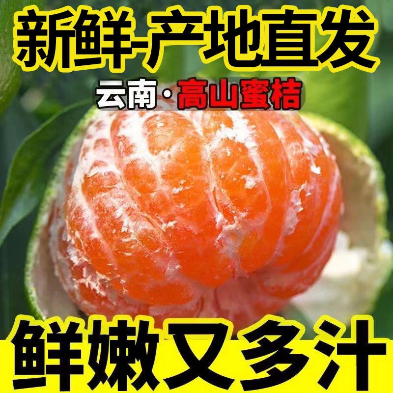 当季新鲜水果云南高原蜜桔酸甜早熟青皮橘子皮薄现摘现发新鲜美味