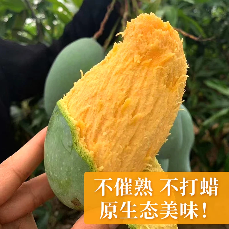广西百色老树桂七芒果正宗绿皮桂七芒果3-9斤香甜多汁香味浓郁