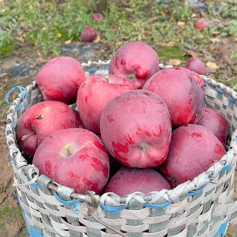 【拍5斤送5斤】花牛苹果新鲜水果现摘现发辅食多仓发货