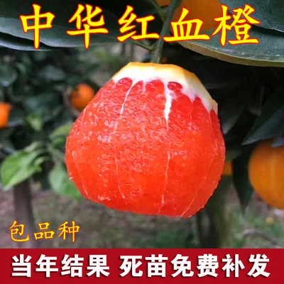 橙子树苗南方北方种植赣南脐橙纽荷尔橙地栽盆栽嫁接特大苹果树苗