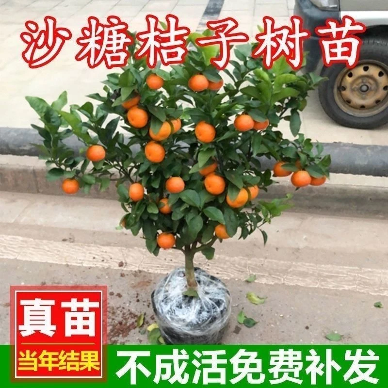 嫁接砂糖橘桔子树盆栽地栽无核砂糖橘桔子树南方北方砂糖橘树苗