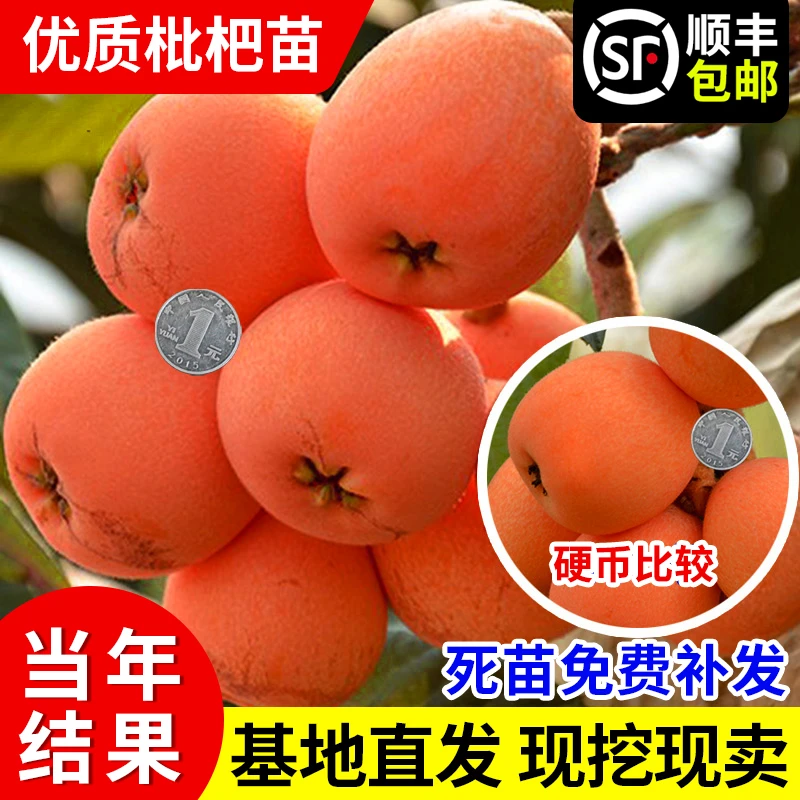 无核枇杷树苗特大砂糖大五星果树苗嫁接枇杷苗当年结果枇杷树苗