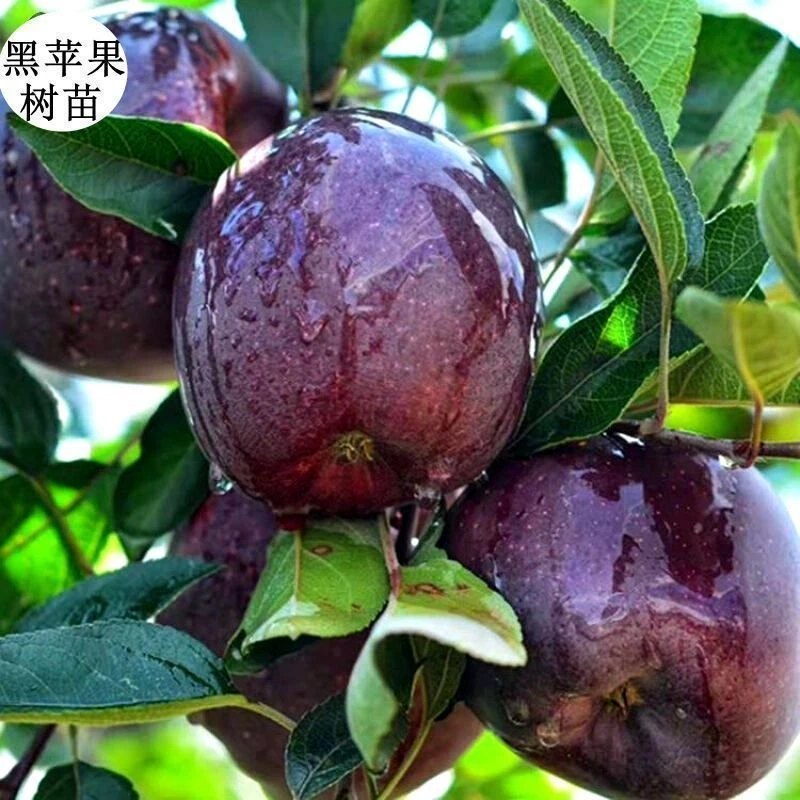 新品种黑钻苹果树苗嫁接苗地栽盆栽苹果苗耐寒南北方种植苹果树苗
