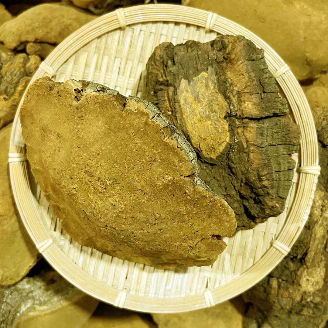 【云南山货】桑黄 现收山货  土特产