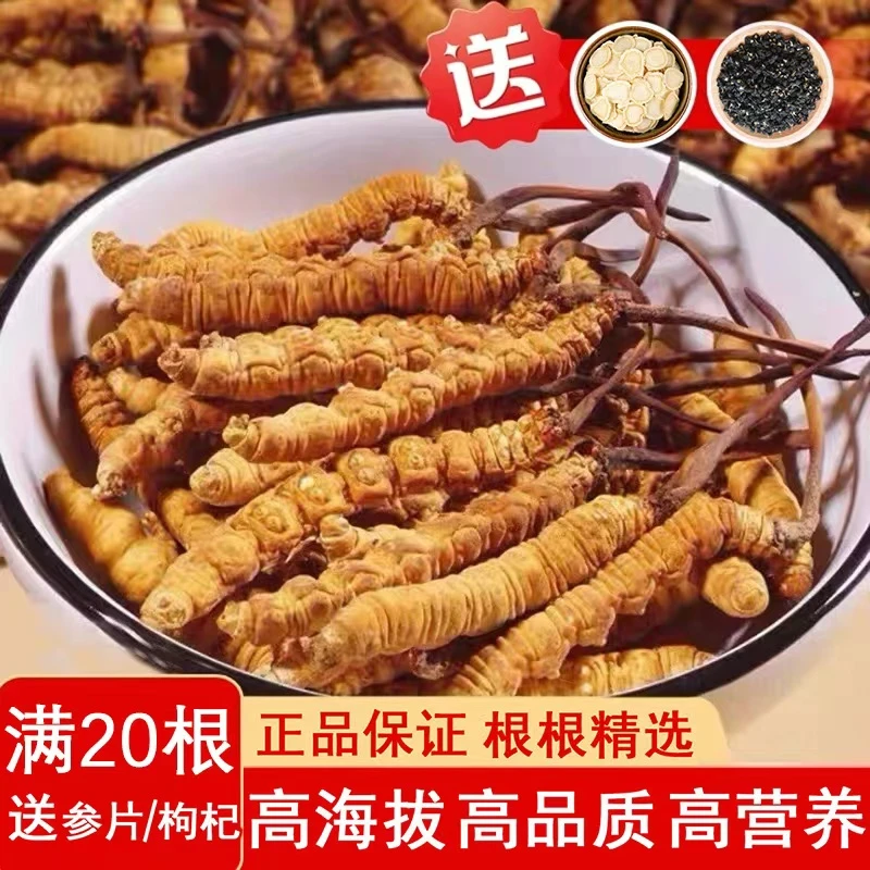 【诺博滋补】2025正品藏区高海拔虫草头期干货虫草王滋补自用送礼