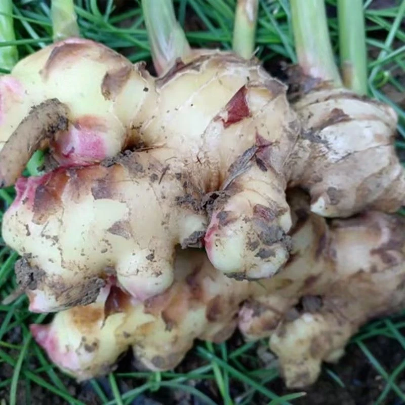 云南新鲜小黄姜嫩姜芽现挖红芽仔姜