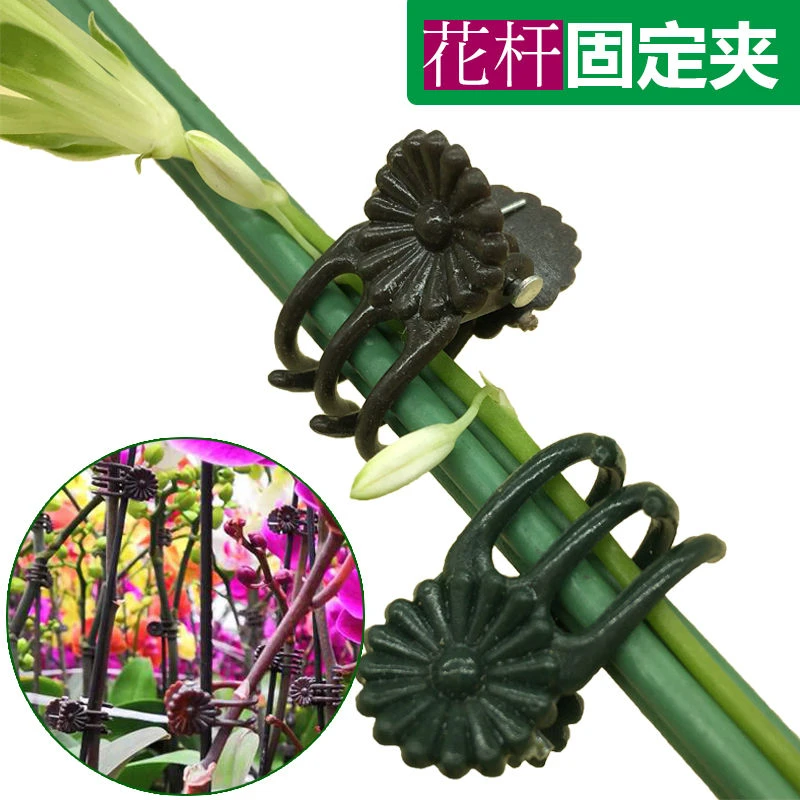 爬藤固定夹塑料夹子蝴蝶兰专用兰花藤蔓花卉主杆帮扶支干绿色夹子