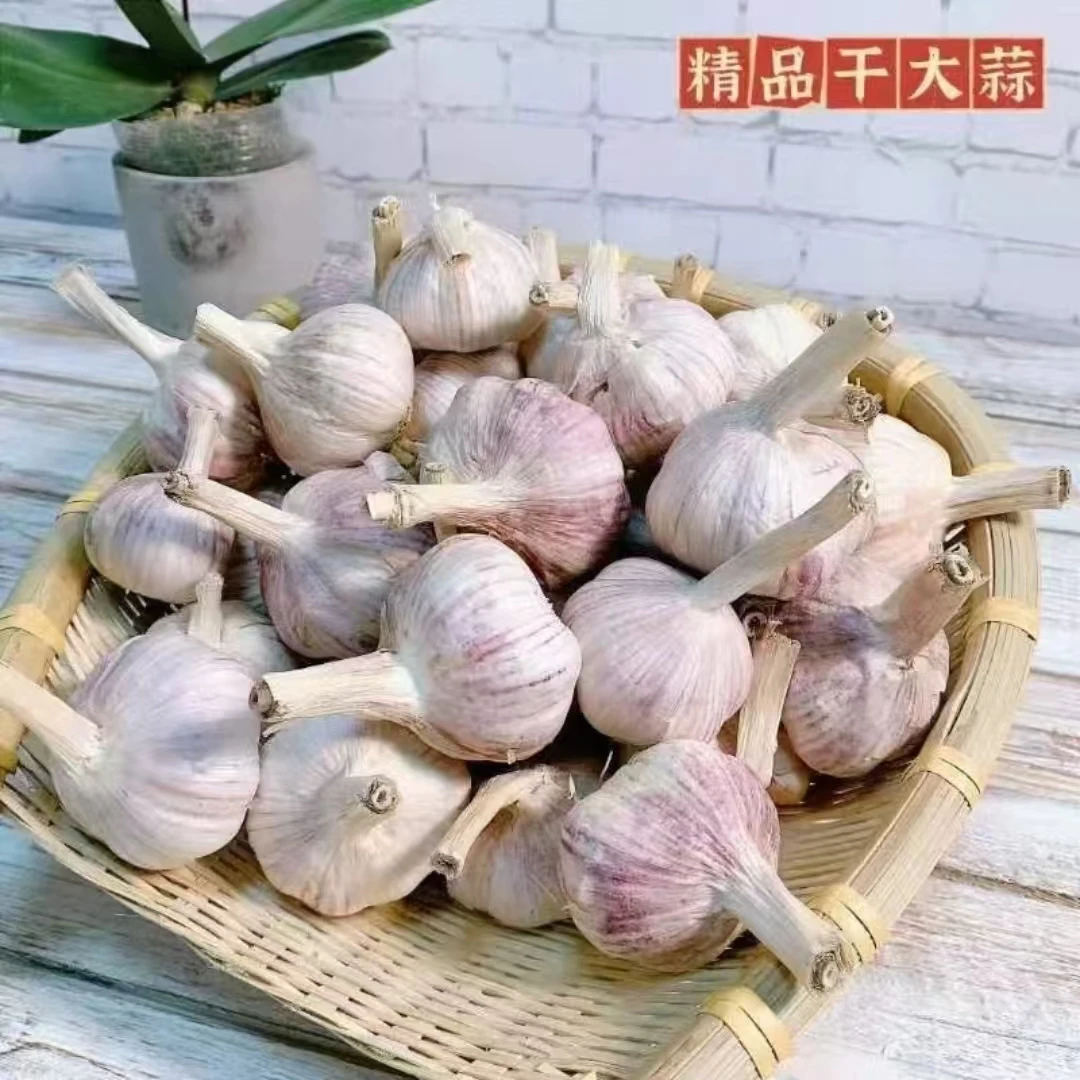 【新干蒜】5斤装大蒜山东金乡新干蒜优质紫白皮大蒜批发