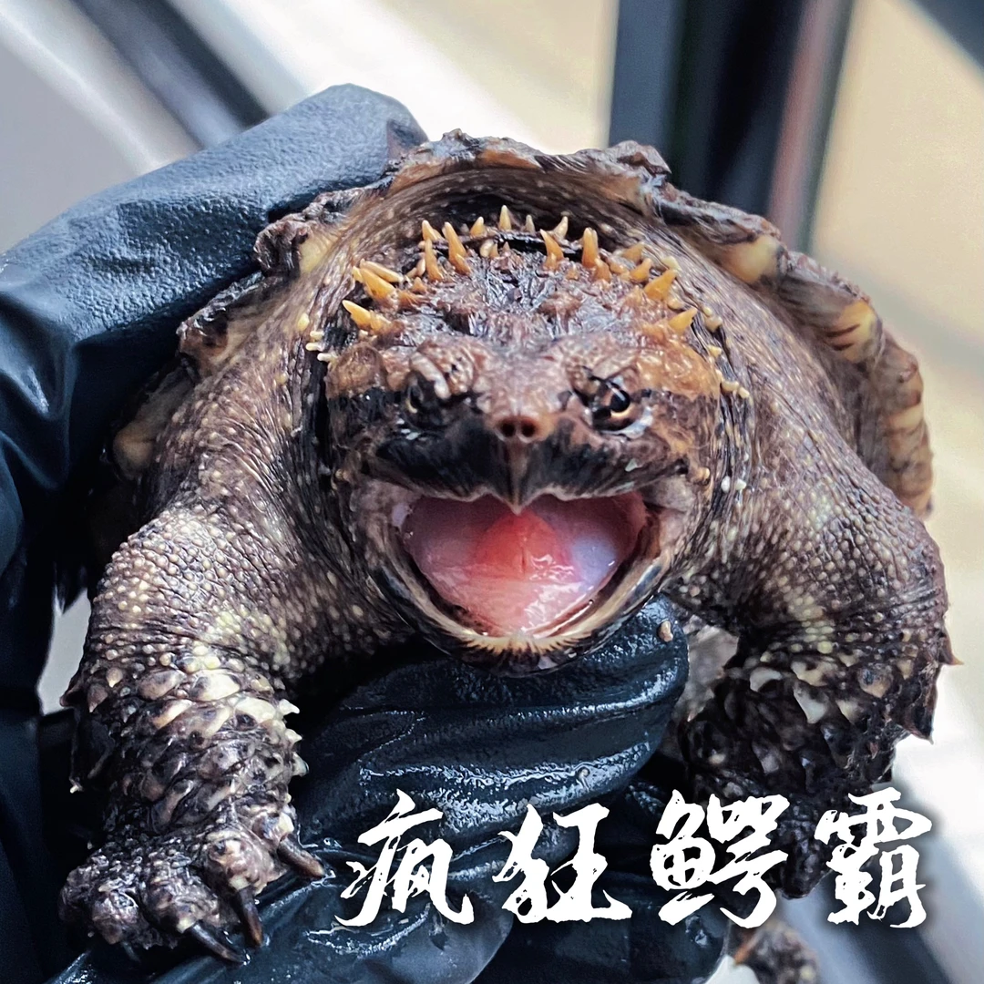 直播选龟人工养殖凶猛爆刺原种纯佛水族观赏宠物乌龟鳖活体幼龟苗