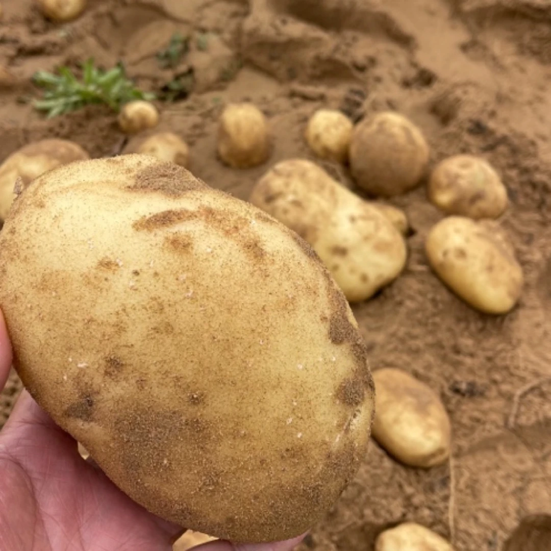 内蒙沙漠种植洋芋土豆新鲜现挖黄皮黄心马铃薯包邮