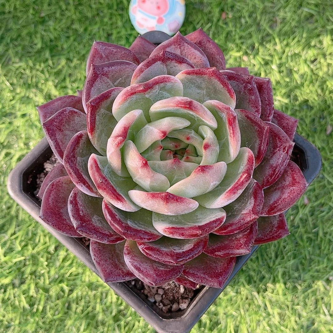 韩版比翼鸟大单头多肉