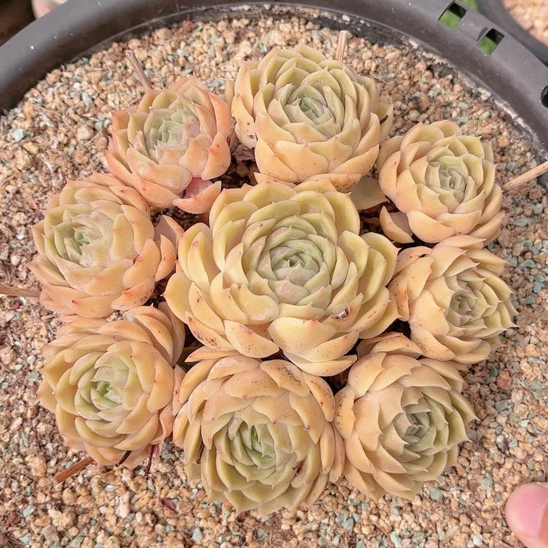 韩版昂斯洛捧花多肉