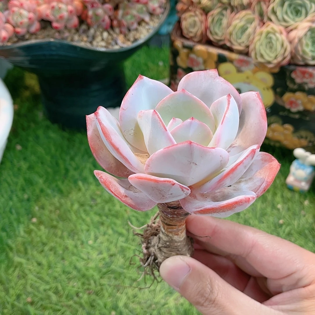 奶茶老桩精品多肉