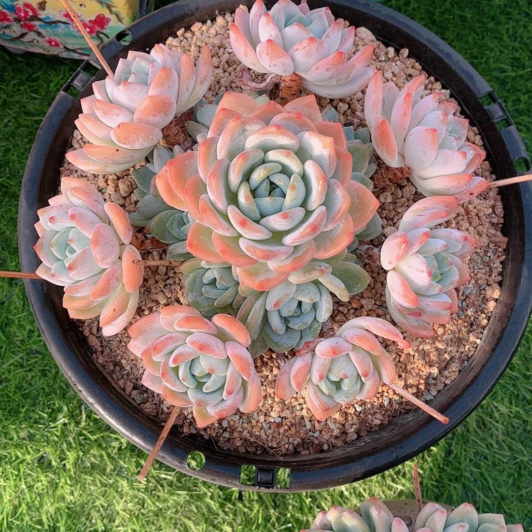 韩版冷香捧花多肉