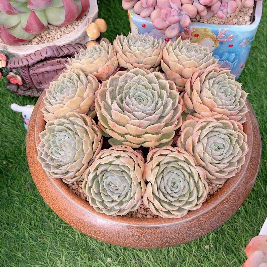 韩版昂斯洛捧花多肉