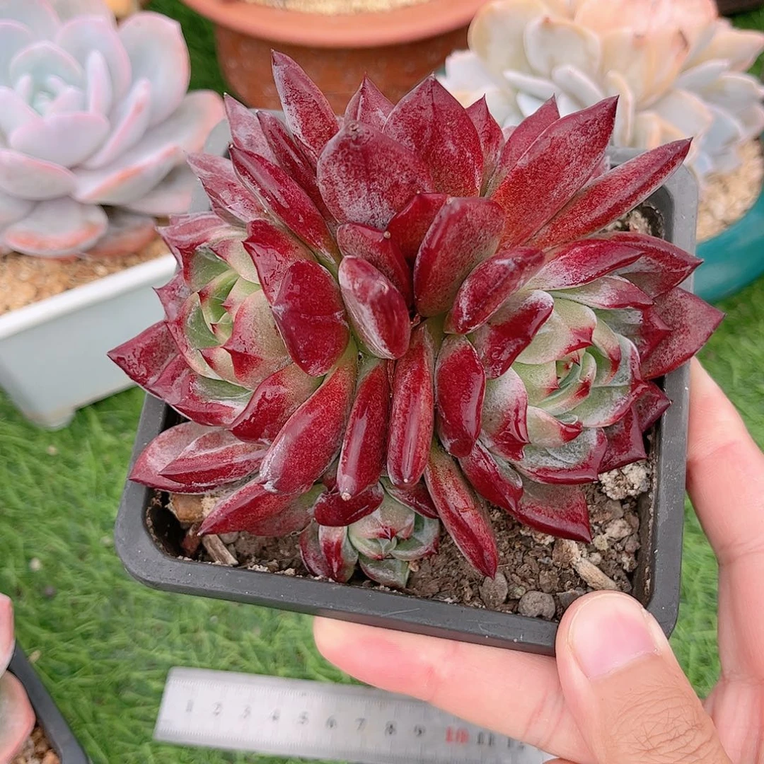 韩版比翼鸟精品老桩