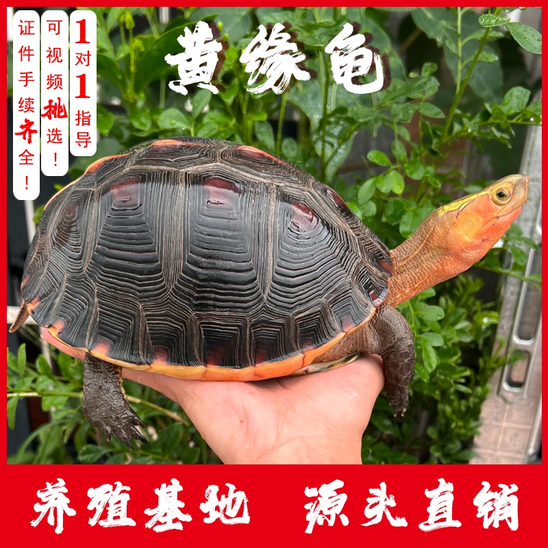 黄缘龟活体小乌龟宠物直播挑选皖南安缘龟大陆缘台缘种龟幼苗