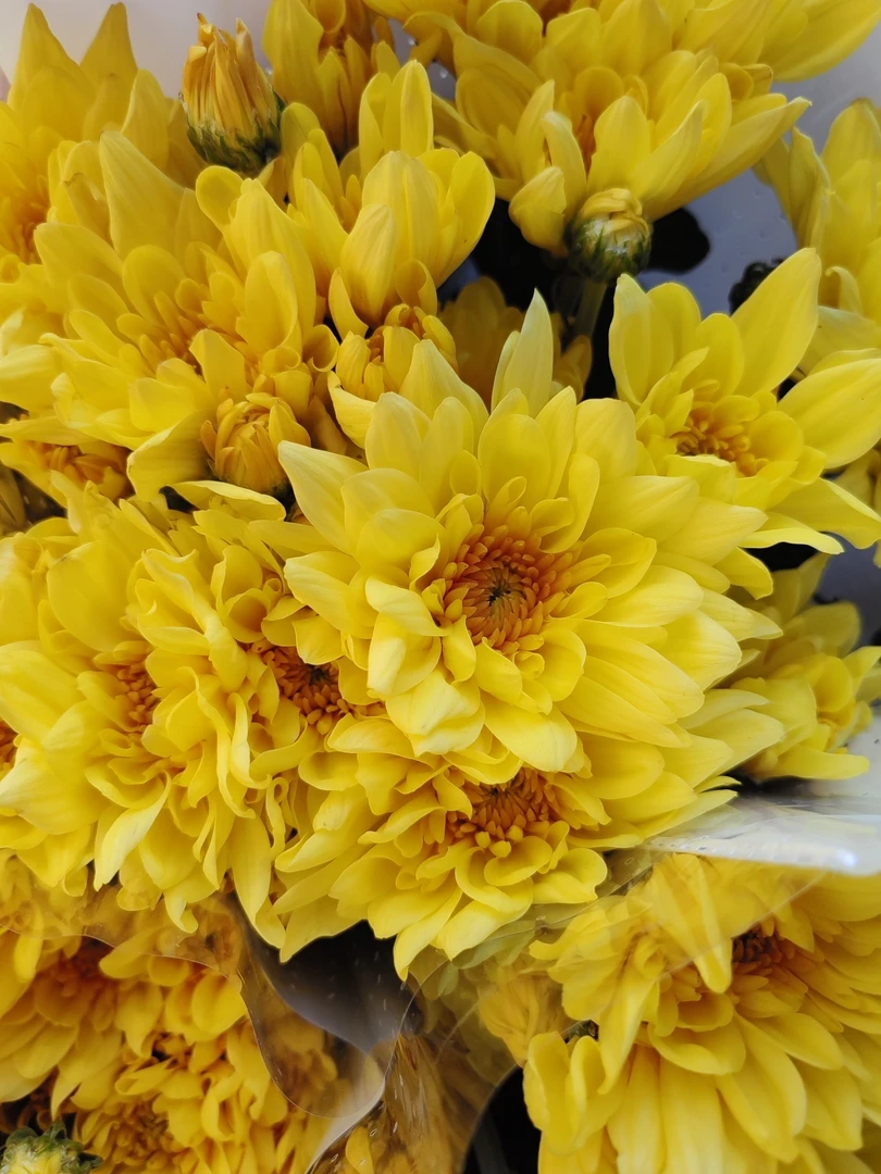 【A缘欣鲜花】黄桃小雏菊1扎10支/送保鲜剂