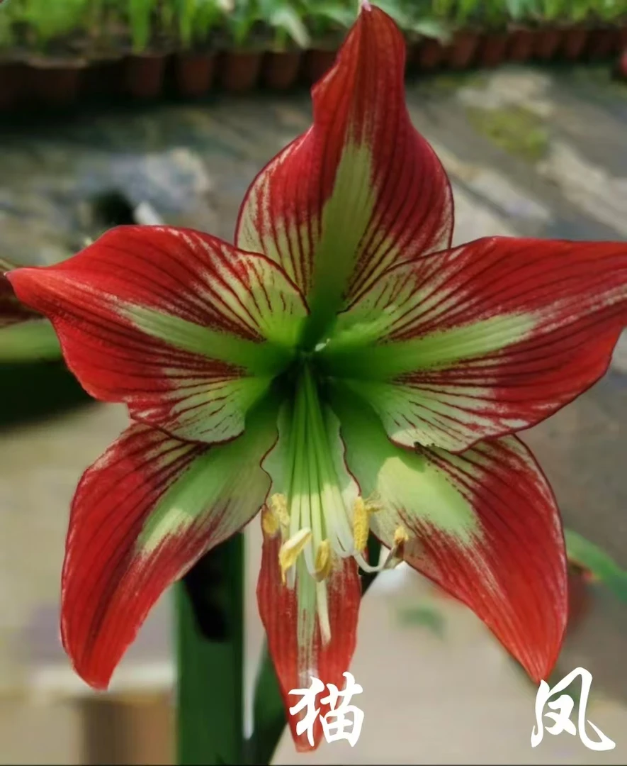 杂交朱顶红  猫朱杂凤蝶6+直径